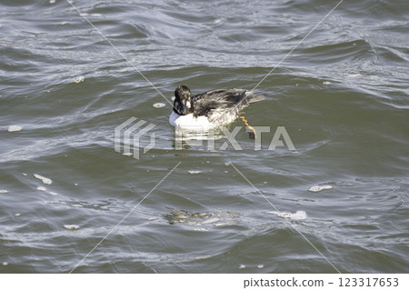 Frontal face of a mallard 123317653