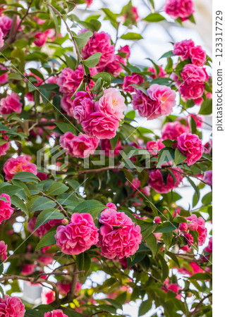 Ofunato City Goishi Coast World Camellia Festival 123317729