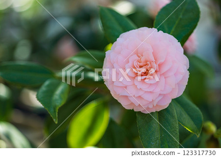 大船渡市五石海岸世界山茶花節 大船渡市五石海岸世界山茶花節 123317730