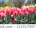Spring flowers from March to April (red tulips) 123317997