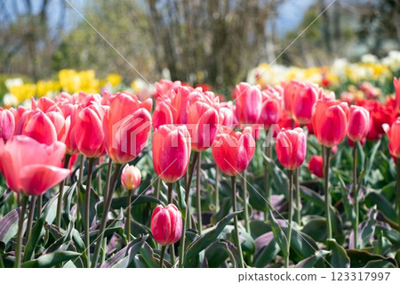 3月至4月的春季花朵(紅色鬱金香) 3月至4月的春季花朵(紅色鬱金香) 123317997