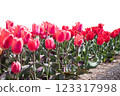 Spring flowers from March to April (red tulips) 123317998