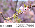Spring flowers from March to April (cherry blossoms on the branches) 123317999