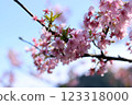 Spring flowers from March to April (cherry blossoms on the branches) 123318000