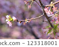 Spring flowers from March to April (cherry blossoms on the branches) 123318001