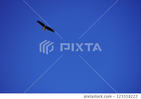 在藍天的風箏飛行 123318222