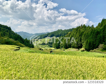 秋天成熟時等待收成的金穗梯田（倉掛山山麓四谷千枚田/愛知縣奧海川地區新城市） 123318320