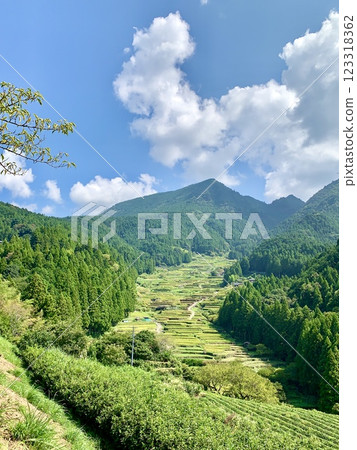 茶田上可見即將收割的梯田(愛知縣新城市四谷千枚田) 茶田上可見即將收割的梯田(愛知縣新城市四谷千枚田) 123318362
