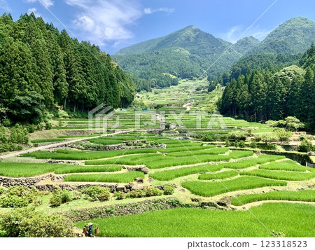 藍天與新綠交相輝映的梯田（愛知縣奧三河地方新城四谷千枚田） 123318523