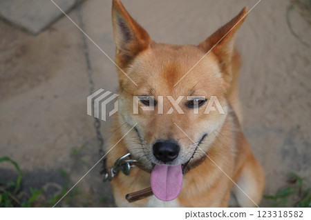 Dog sitting with tongue out Dog sitting with tongue out 123318582