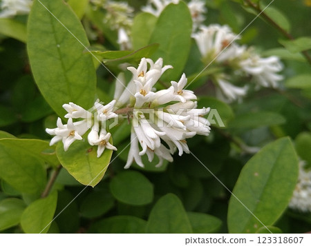 白色女貞花 123318607