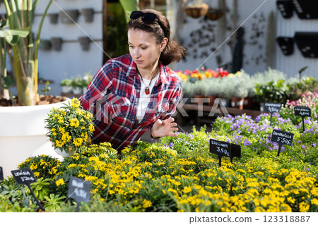 To decorate her garden, girl chooses garden Erysimum in flower market 123318887