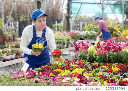 Female worker arranging flowering primula in pots while gardening Female worker arranging flowering primula in pots while gardening 123318904