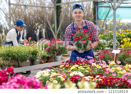 Salesman changes arrangement of pots with garden chamomile and improves appearance of window. 123318919