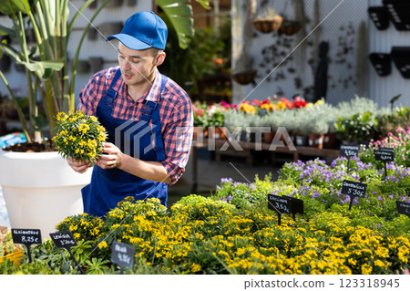 Young male seller holding wallflowers in pot Young male seller holding wallflowers in pot 123318945