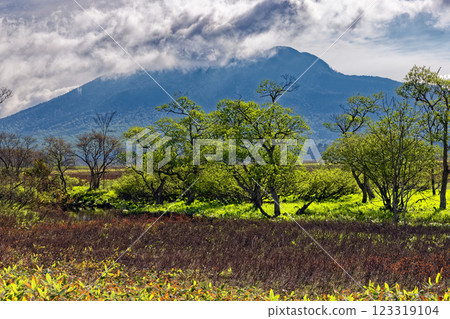 從尾瀨之原的新綠中眺望火岳 123319104