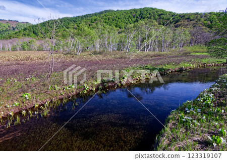 The streams of Ozegahara where skunk cabbage blooms and the mountains with fresh greenery 123319107