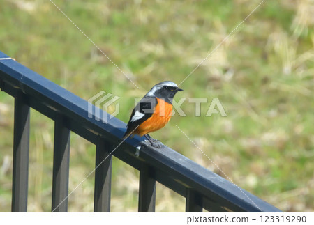 Daurian redstart, common robin 123319290