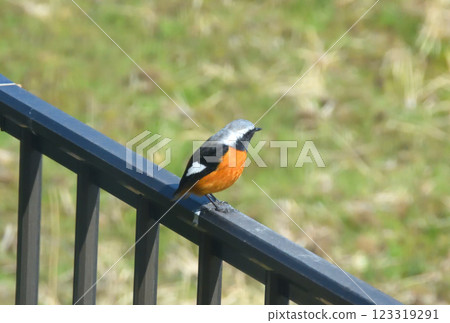 Daurian redstart, common robin 123319291