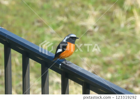 Daurian redstart, common robin 123319292