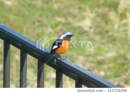 Daurian redstart, common robin 123319294