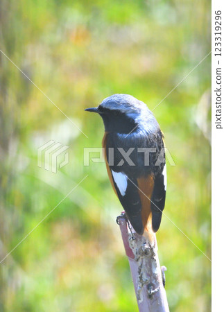 達烏爾紅尾鴝、普通知更鳥 123319296