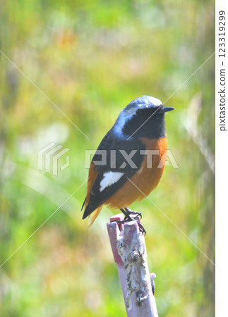 Daurian redstart, common robin 123319299