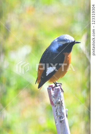 Daurian redstart, common robin 123319304