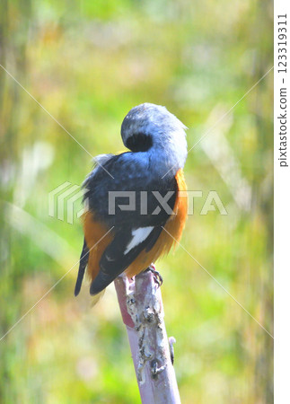 Daurian redstart, common robin 123319311