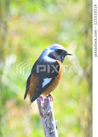 Daurian redstart, common robin 123319314