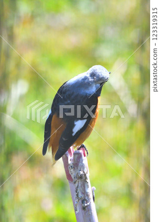 Daurian redstart, common robin 123319315