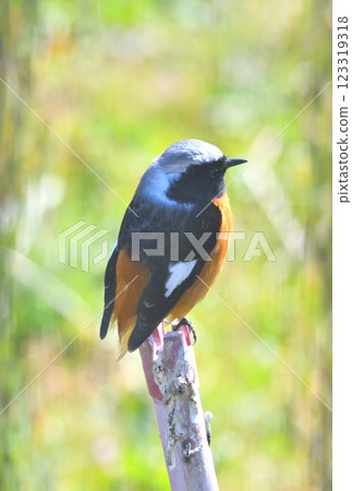 Daurian redstart, common robin 123319318