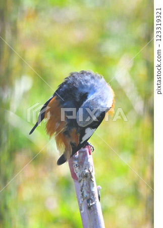 Daurian redstart, common robin 123319321