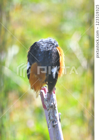 Daurian redstart, common robin 123319325
