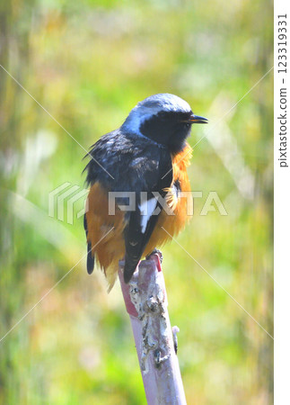 Daurian redstart, common robin 123319331