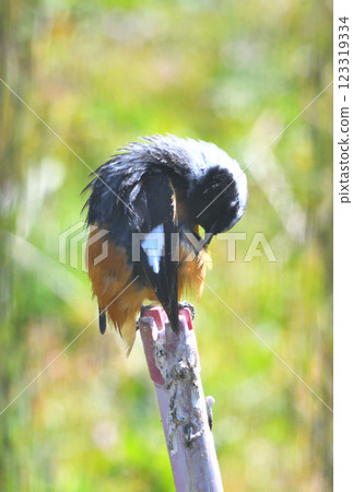 Daurian redstart, common robin 123319334