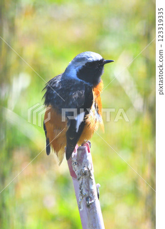Daurian redstart, common robin Daurian redstart, common robin 123319335