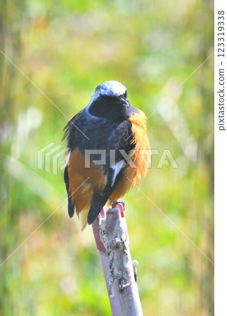 Daurian redstart, common robin Daurian redstart, common robin 123319338