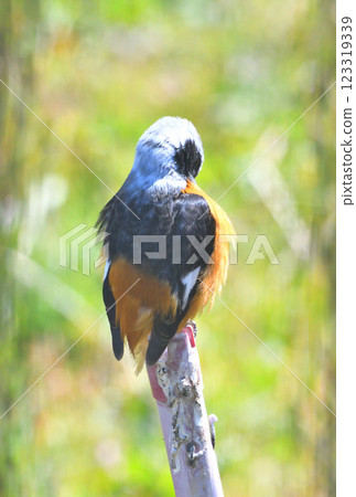 Daurian redstart, common robin 123319339