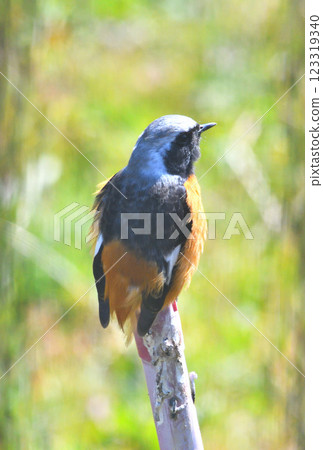 Daurian redstart, common robin 123319340