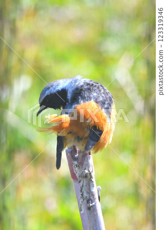 Daurian redstart, common robin 123319346
