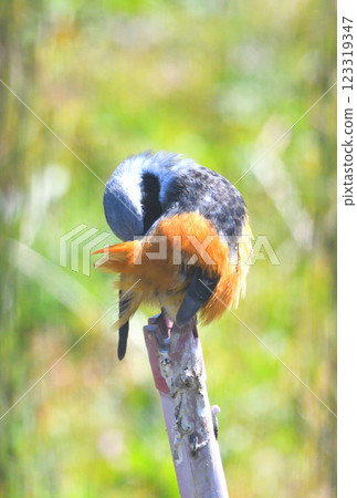 Daurian redstart, common robin 123319347