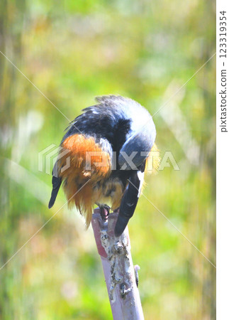 Daurian redstart, common robin 123319354
