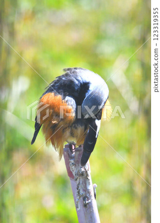 Daurian redstart, common robin 123319355