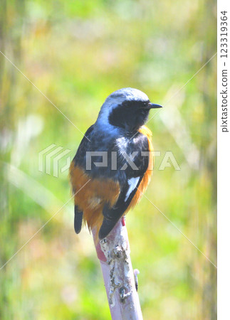 Daurian redstart, common robin 123319364