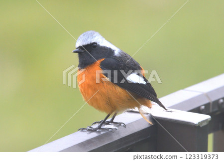 Daurian redstart, common robin Daurian redstart, common robin 123319373