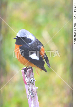 Daurian redstart, common robin 123319379