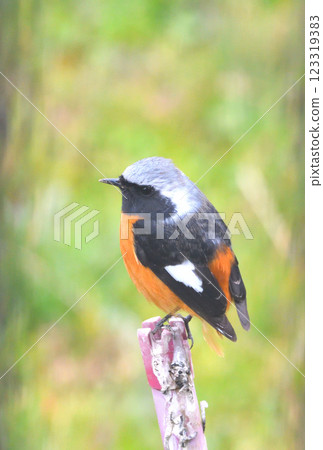Daurian redstart, common robin 123319383
