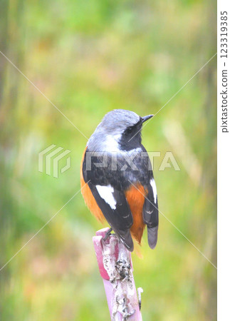 Daurian redstart, common robin 123319385