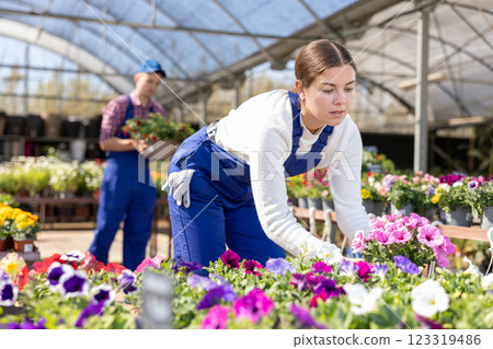 Positive young woman in casual clothes choosing potted Petunia flowers for house while shopping in greenhouse 123319486